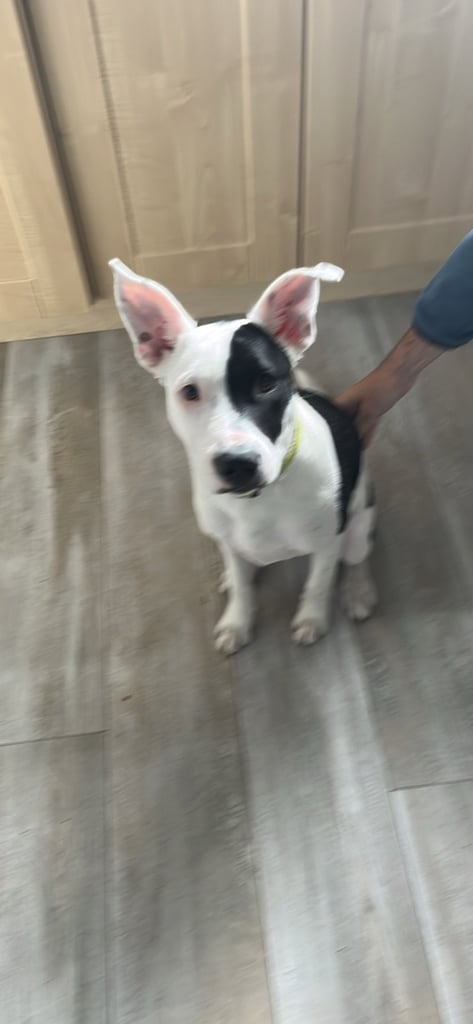 Staffy pup - needs a good home 