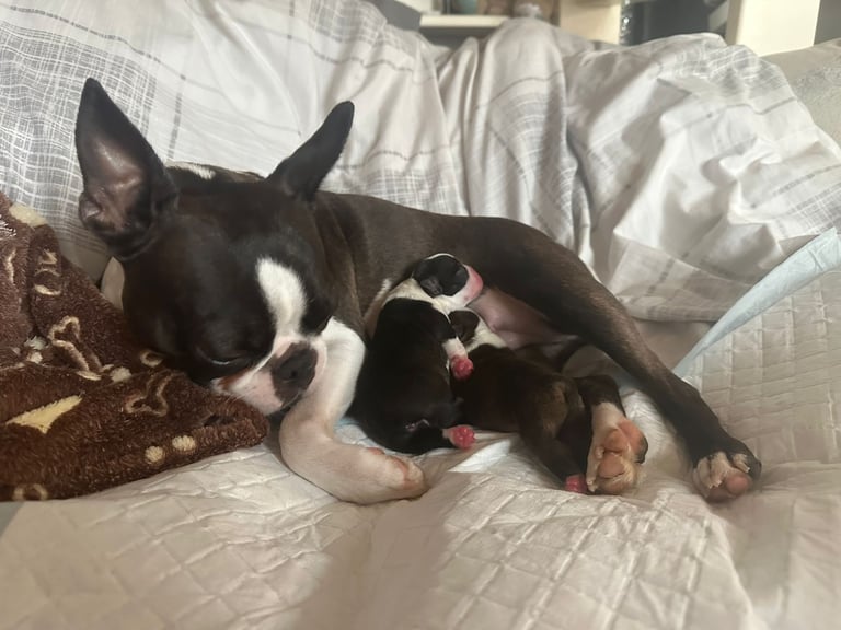 Boston Terrier Babies