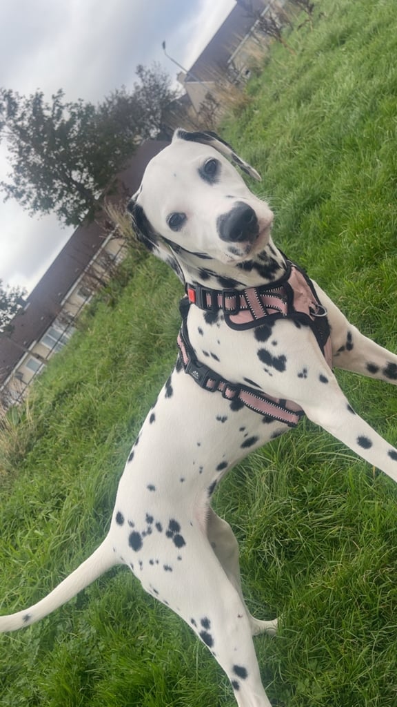 Puppy