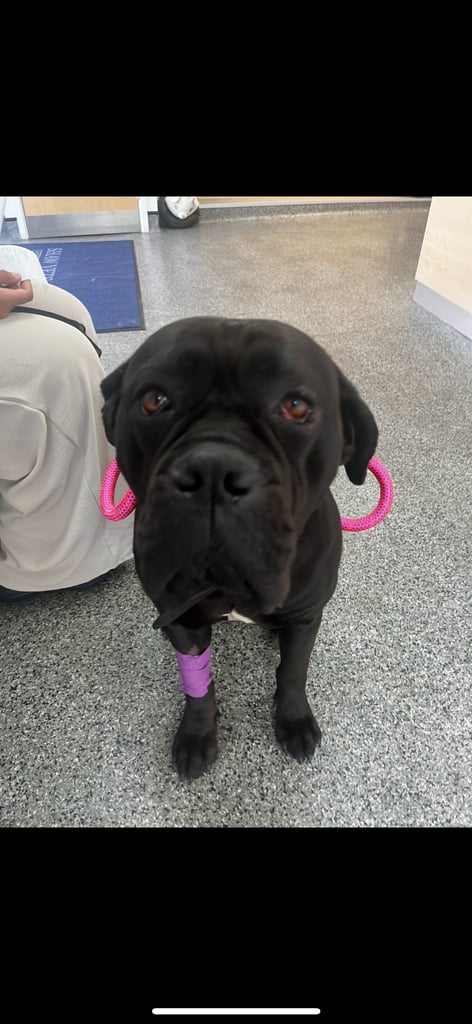 2 year old Russian cane corso for sale!
