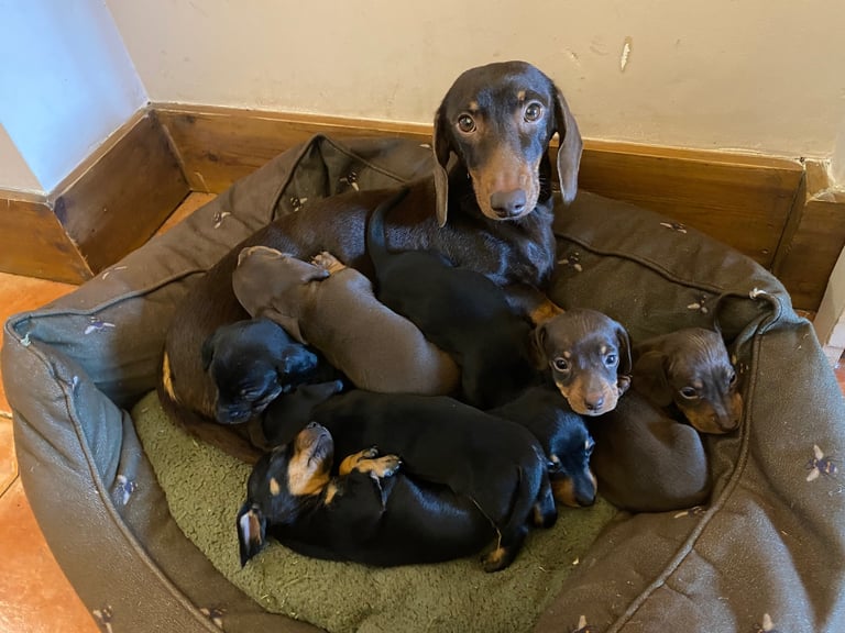 Miniature Dachshund puppies 