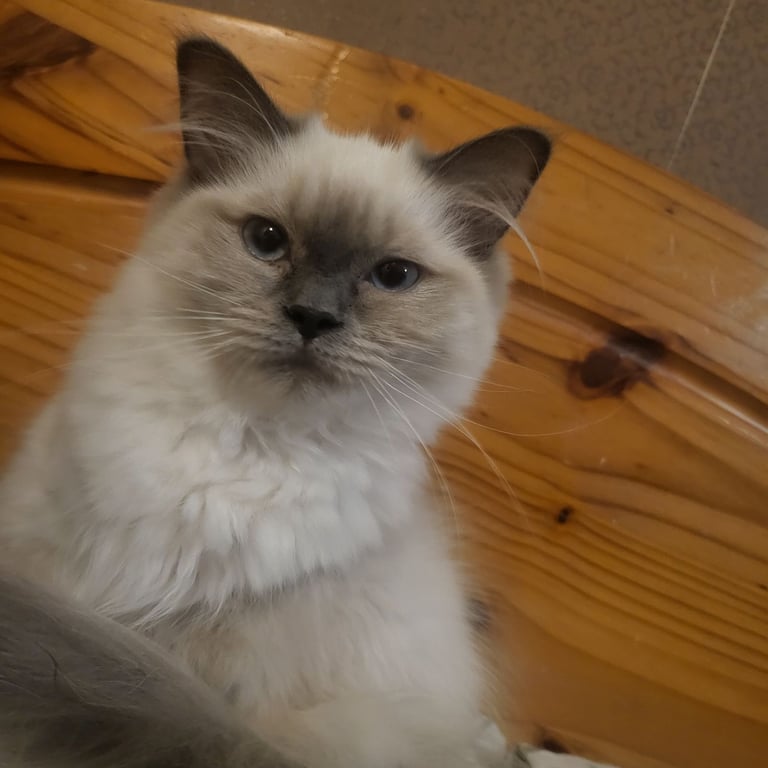 Sweetheart kitten 🐈