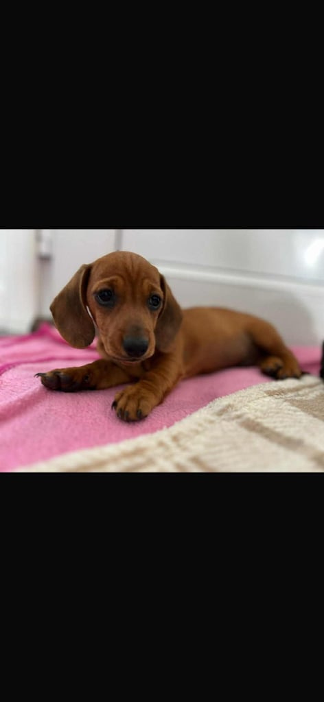 Miniature dachshund puppy