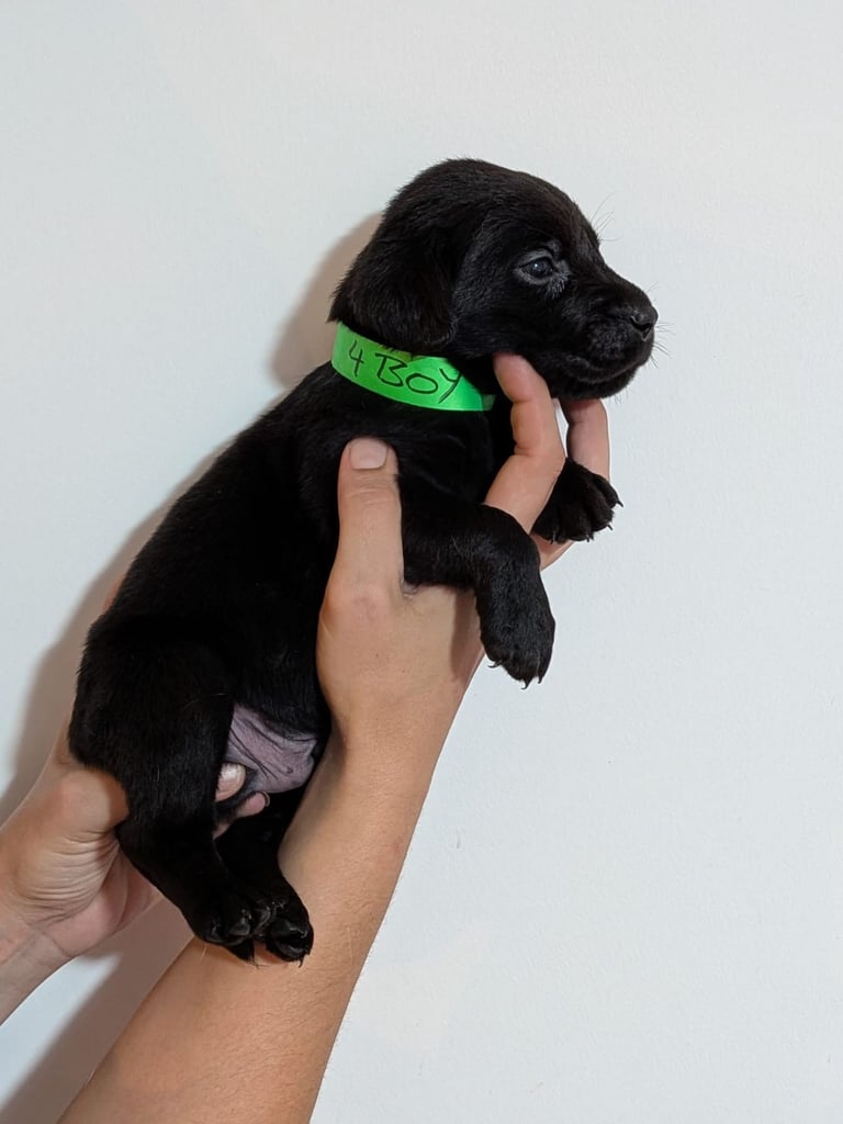Reducrd* 11 KC reg, labrador retrievers, 10weeks old.