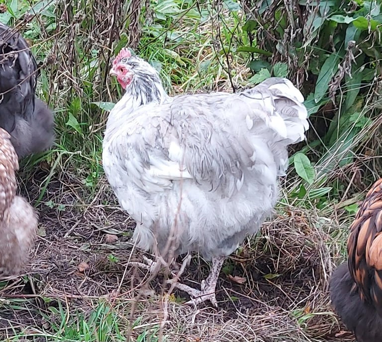 Orpington cockerals 20 weeks blue splash