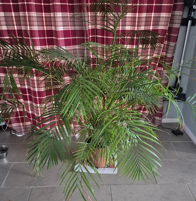 image for Large parlour palm