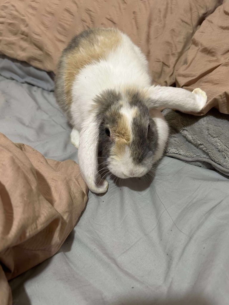 image for Rabbits 
