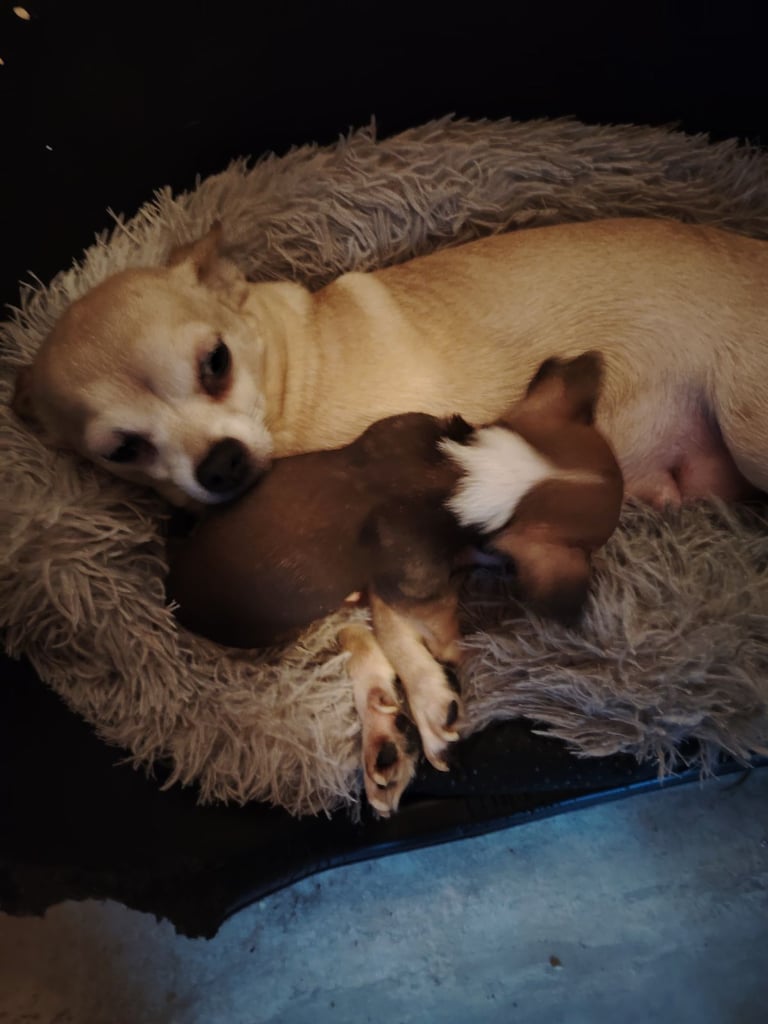 Chihuahua 
