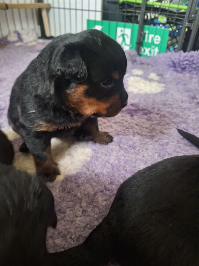 image for Kc registerd champion bloodline rottweiler puppies