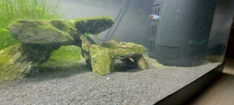 image for Various fish with babies for sale, tank can be sold also fir extra