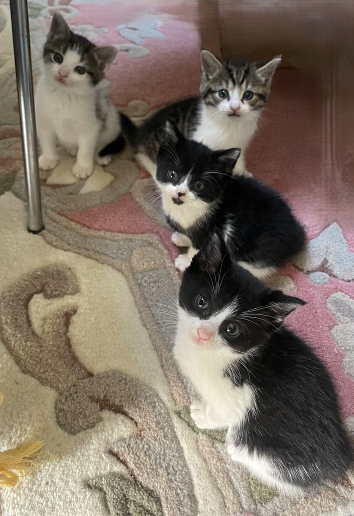 4 Sweet tempered kittens looking for loving homes