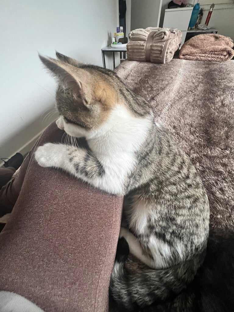 British shorthair mix