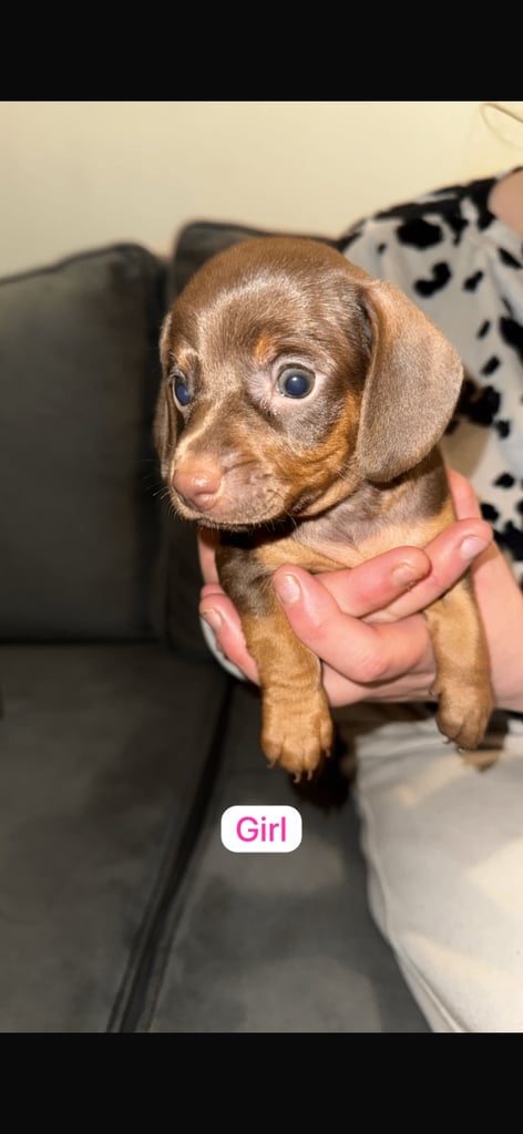 5 beautiful Dachshunds for sale 