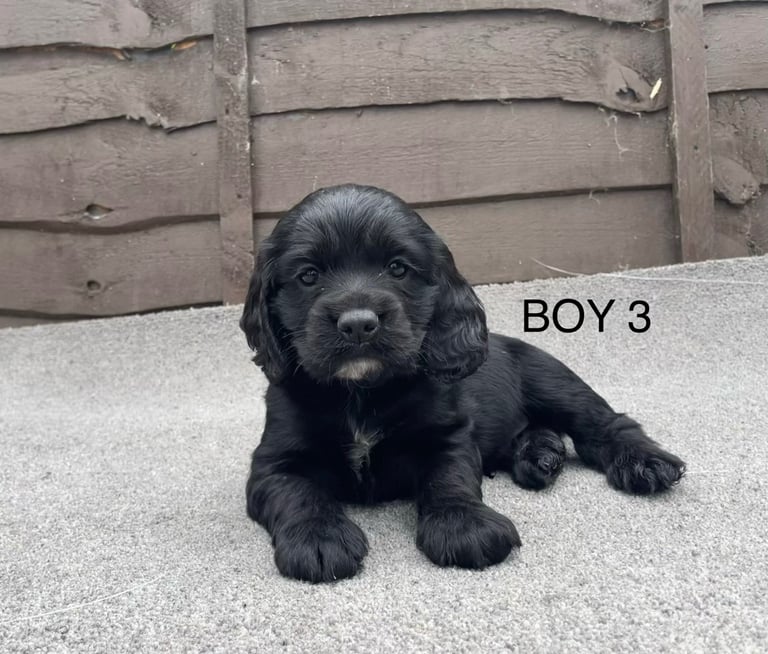 🐾 Gorgeous Cocker Spaniel Puppies  🐾