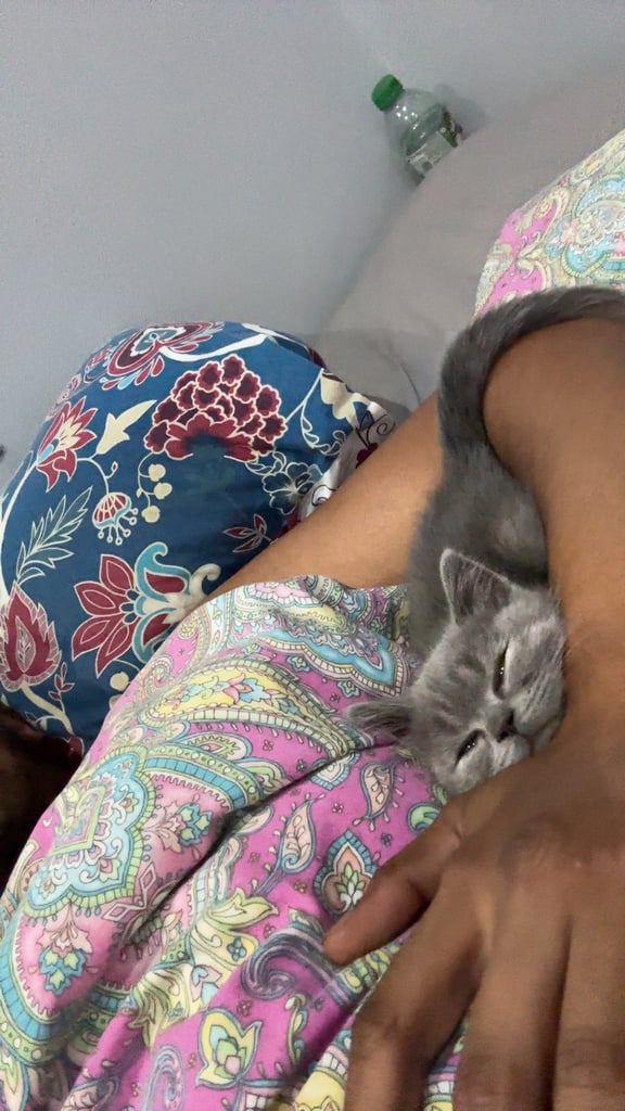 Bsh 