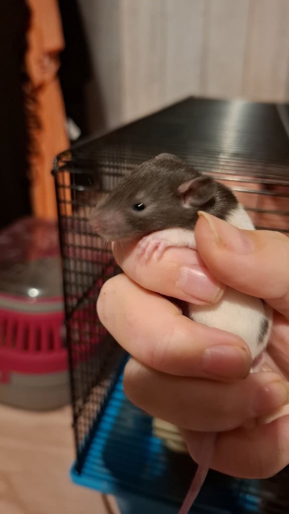 Baby Rats for Sale