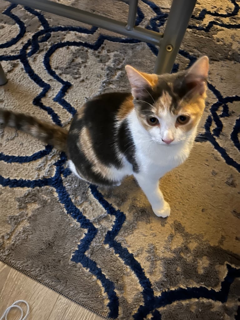 Calico kitten for sale