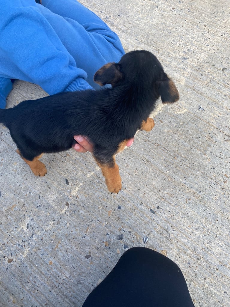 Jack Russell puppies 