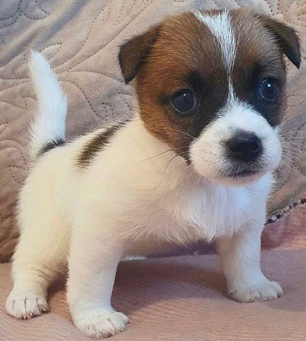 Miniature jack russell puppies 