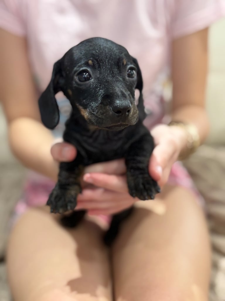 Dachshund puppies 