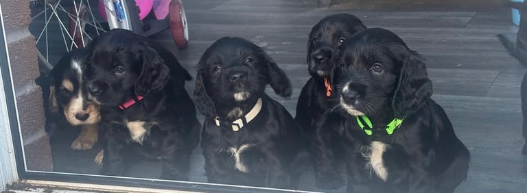 Beautiful cocker spaniels 