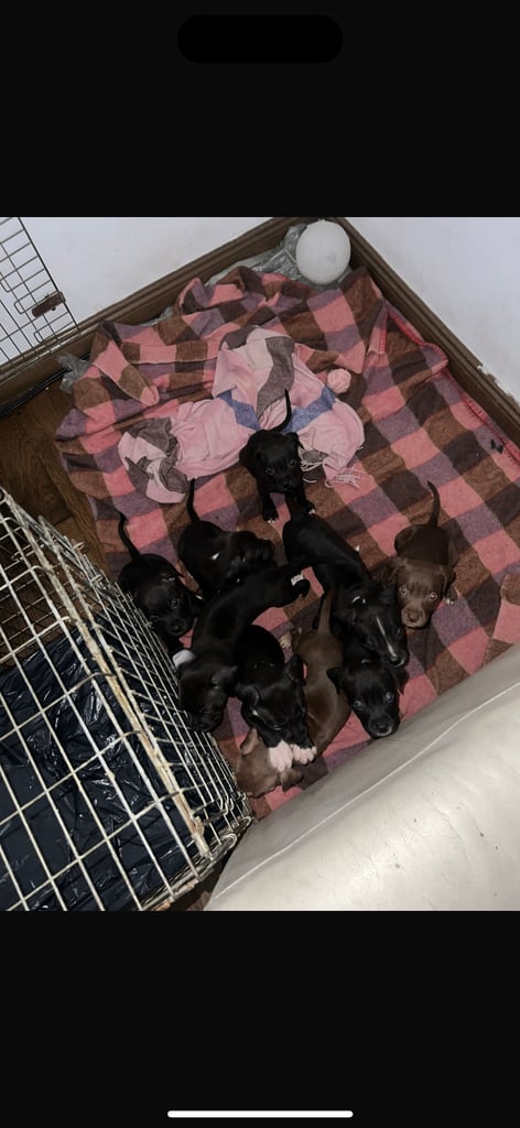 🏡 Gorgeous Cane Corso × Staffordshire Puppies Ready for Their Forever Homes! 🐾