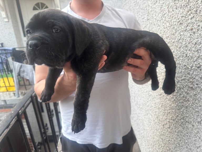 Cane corso boy 