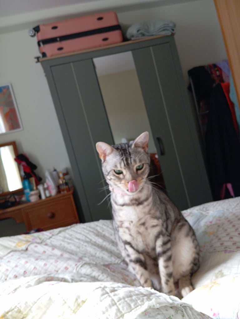 Bengal female cat 