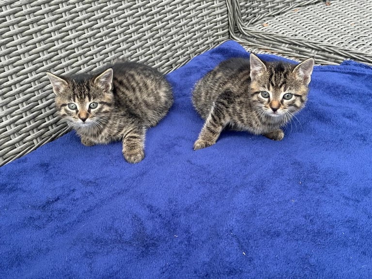 Adorable Kittens looking for a New Home 