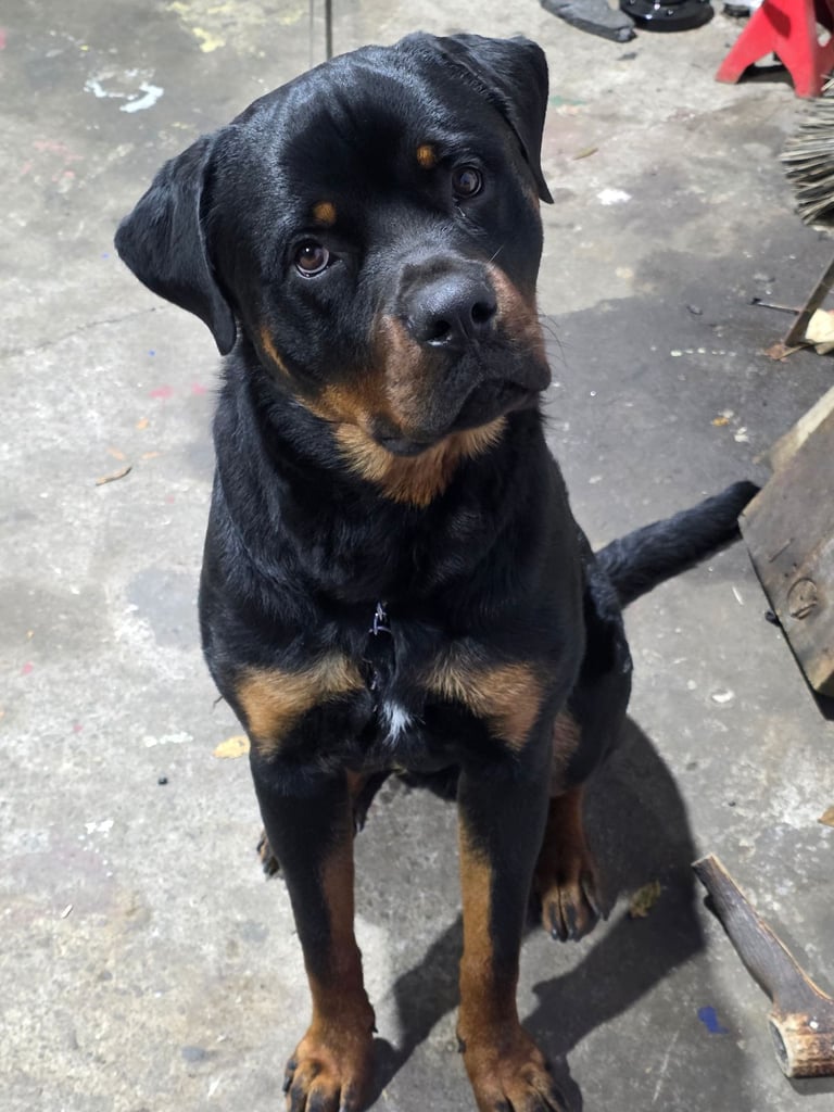 Rottweiler  pup 