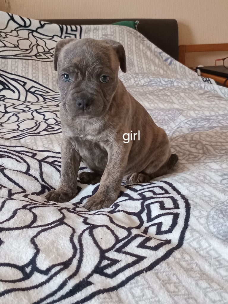 KC Registered staffordshire bull terrier blue brindle.  2 puppy left
