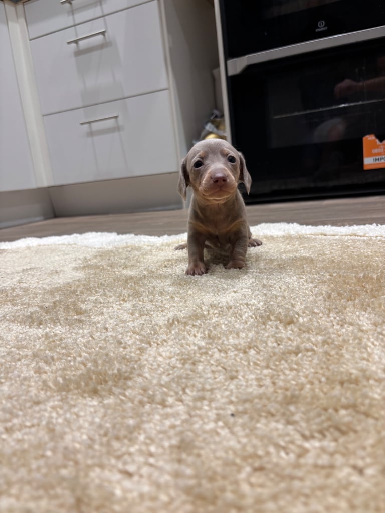 Miniature dachshunds