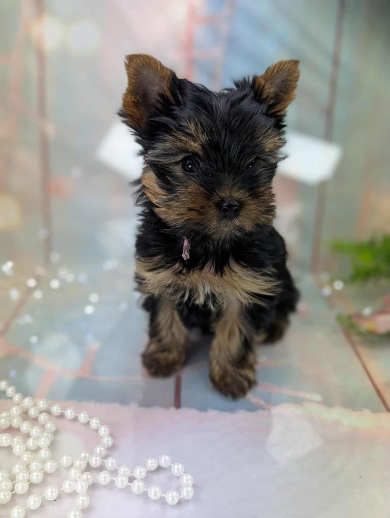 Pedigree Yorkshire Terrier Puppies
