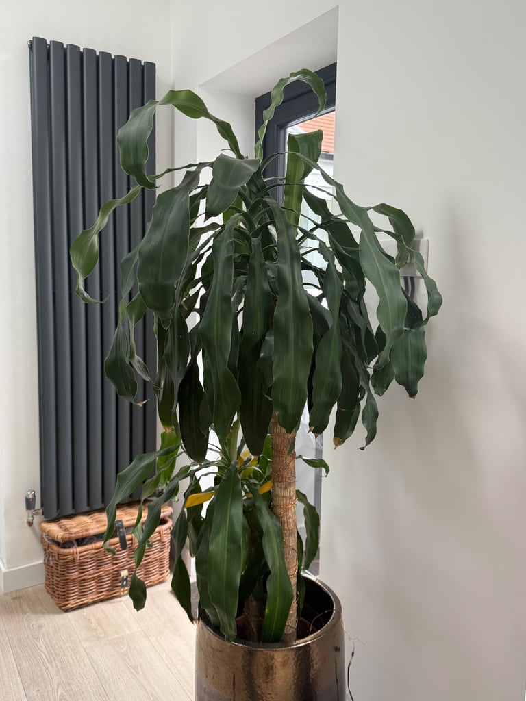 Large Yucca Indoor Plant