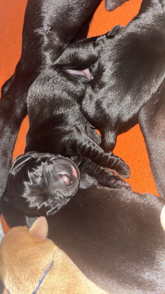 3 black KC Labradors available 