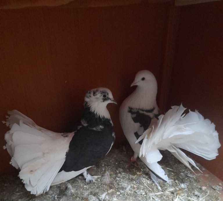 Pigeons and chickens for sale 