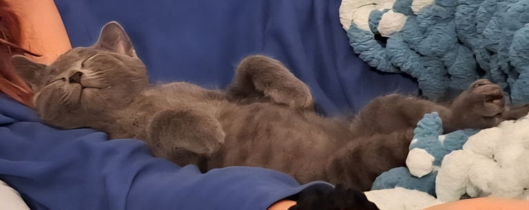 Stunning silver kitten