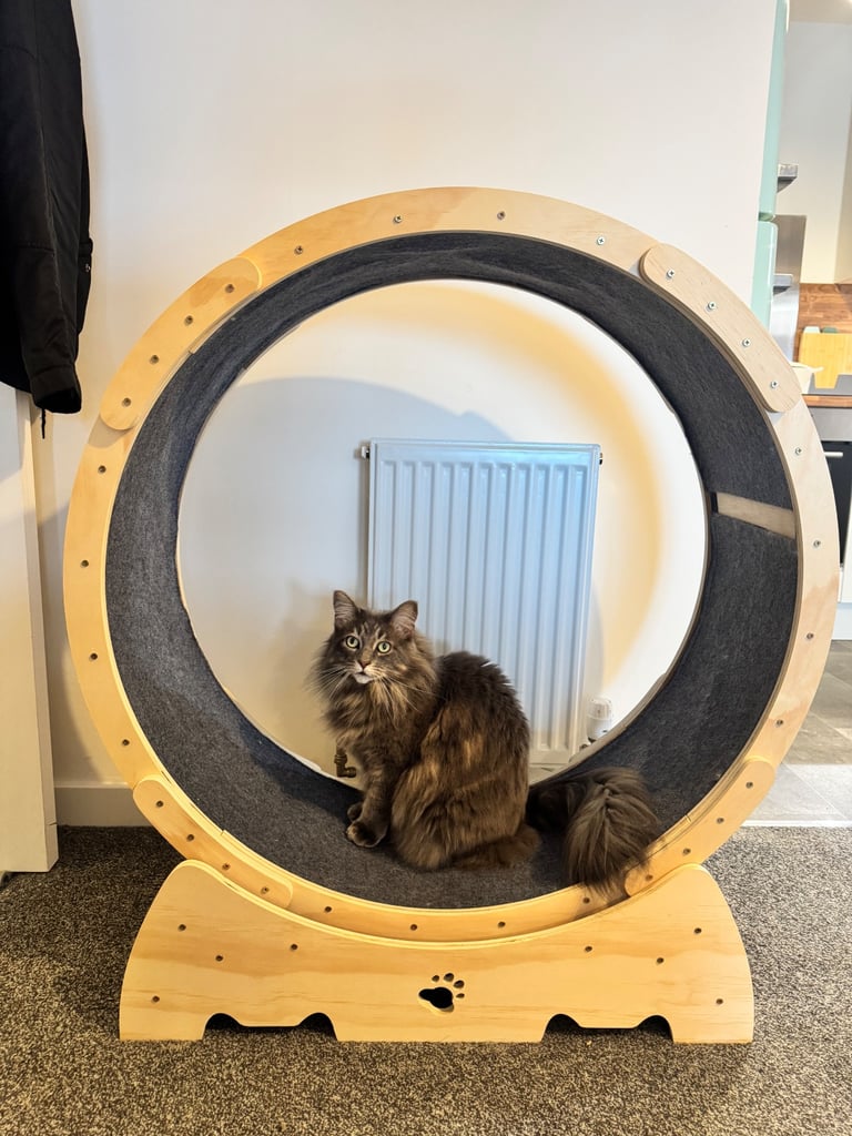 image for Cat exercise treadmill wheel