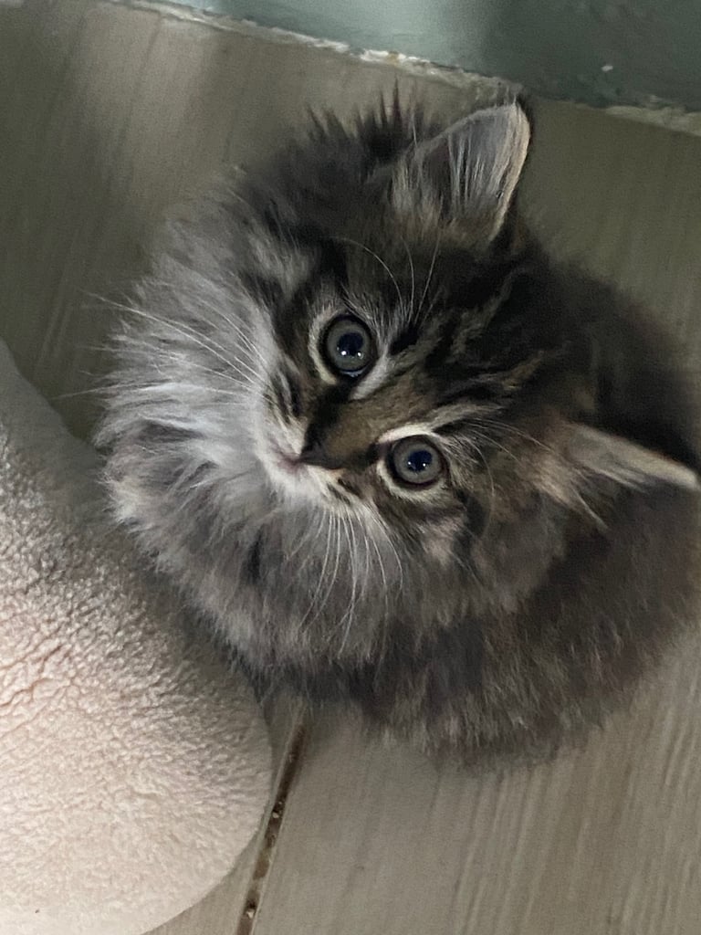 Siberian Dolls - Ragdoll x Siberian kittens 