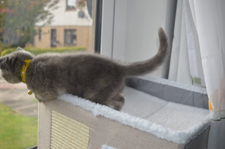 🐾 Adorable British Shorthair Kitten Girl ❤️