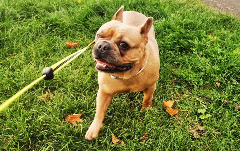 French Bulldog