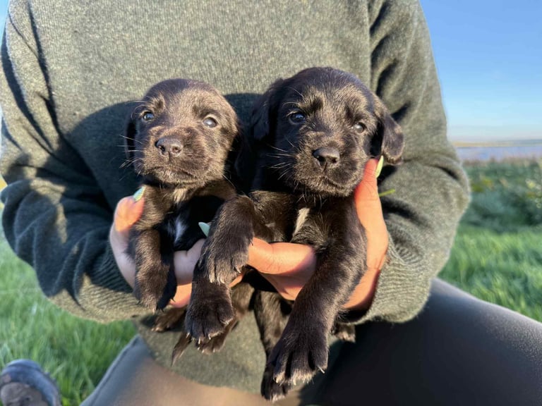 Cocker x Labrador puppies