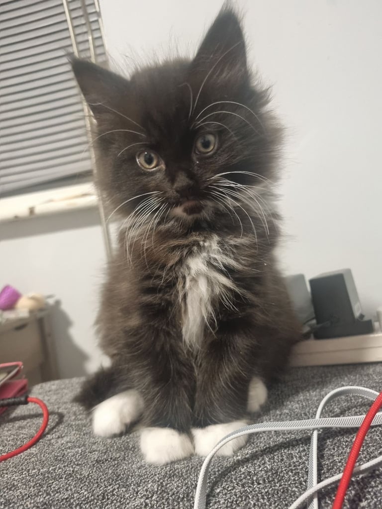 image for 4 lovely kittens 