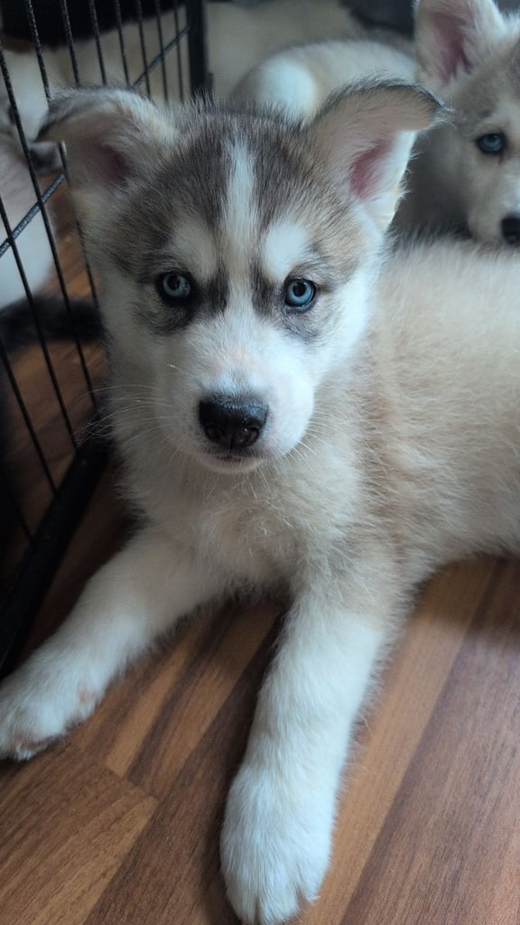Beautiful Siberian Husky puppies 