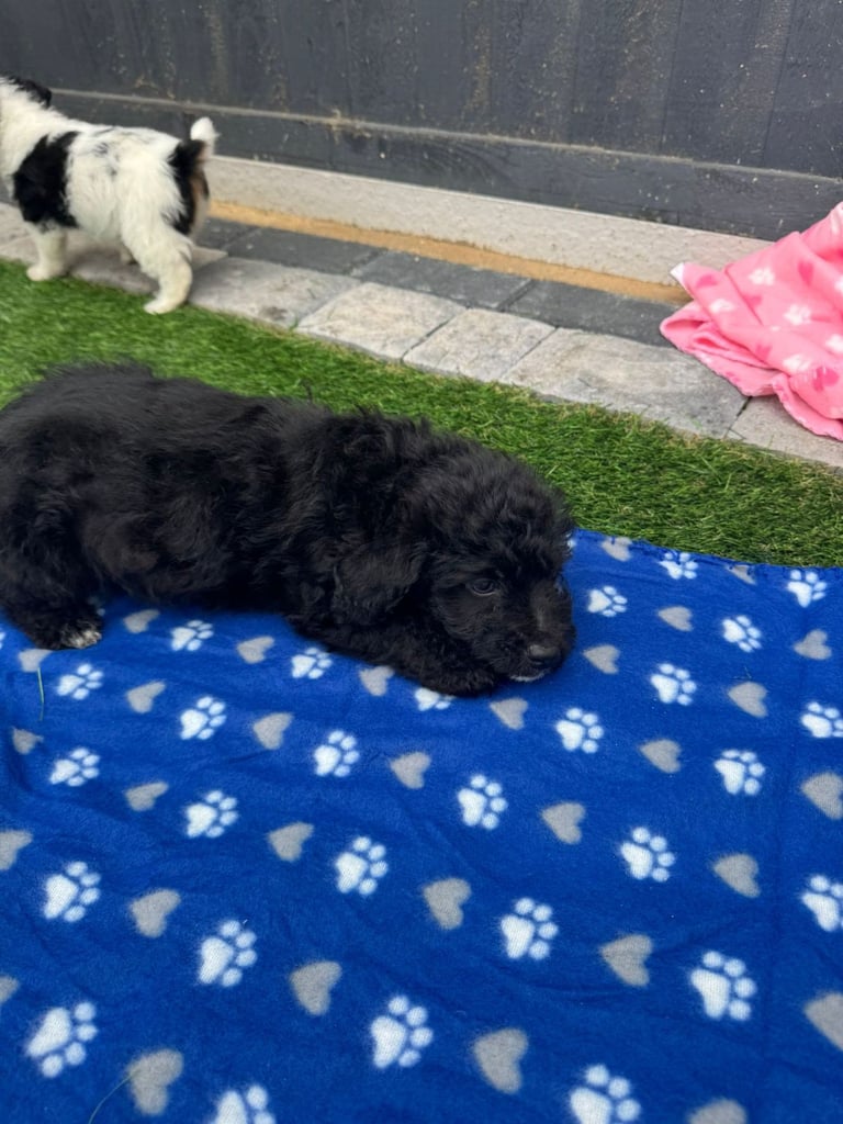 Jackapoo Puppys 