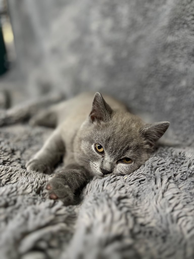 Exceptional British Blue Shorthair Kittens – Pedigree Line, Ready Now