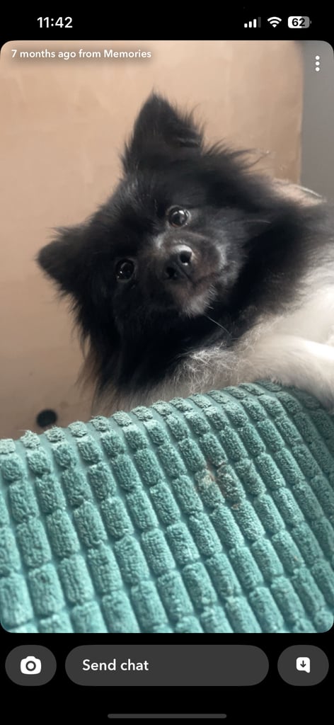 Charlie the Pomeranian 18 months old