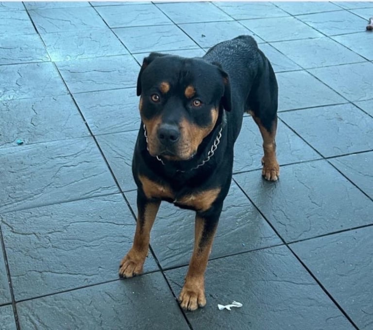 image for Bruno. Stunning 1yr 7months Rottweiler boy