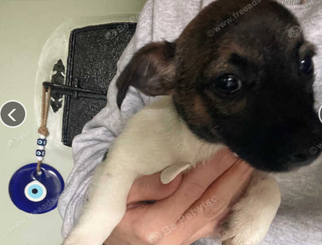 image for gorgeous jack russell pups ready now