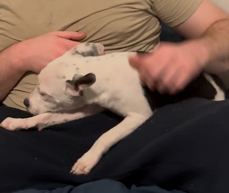 Staffordshire Bull Terrier Male Puppy